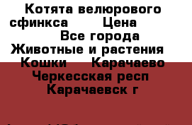 Котята велюрового сфинкса. .. › Цена ­ 15 000 - Все города Животные и растения » Кошки   . Карачаево-Черкесская респ.,Карачаевск г.